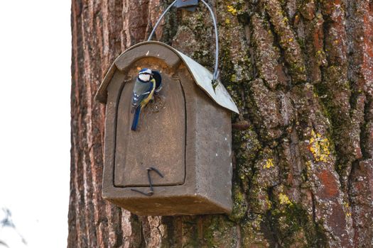 A nest box in rural nature with a blue tit in spring in Germany