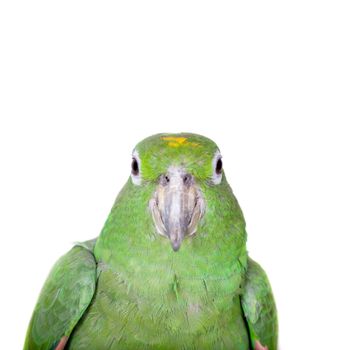 Mealy Amazon, amazona farinosa, isolated on white background