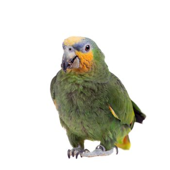 Orange-winged amazon, Amazona amazonika, isolated on the white background