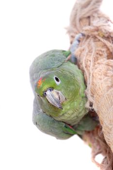 Mealy Amazon, amazona farinosa, isolated on white background