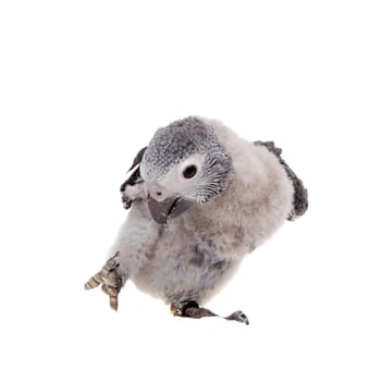 African Grey Parrot, Psittacus erithacus timneh, isolated on white background