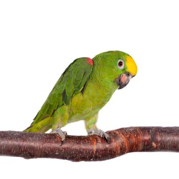 Yellow-crowned amazon, amazona ochrocephala, isolated on white background