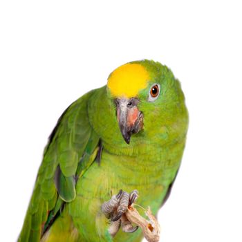 Yellow-crowned amazon, amazona ochrocephala, isolated on white background