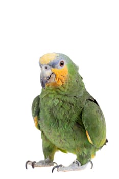 Orange-winged amazon, Amazona amazonika, isolated on the white background