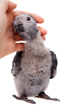 African Grey Parrot, Psittacus erithacus timneh, isolated on white background