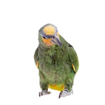 Orange-winged amazon, Amazona amazonika, isolated on the white background