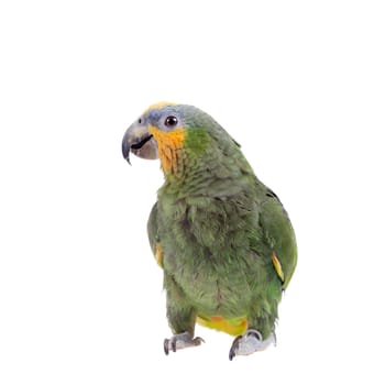 Orange-winged amazon, Amazona amazonika, isolated on the white background