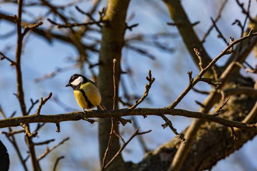 Close-up of a great tit as a small songbird sitting on a branch in spring, Germany