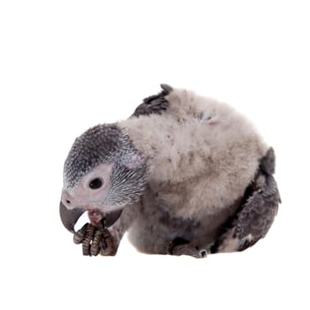 African Grey Parrot, Psittacus erithacus timneh, isolated on white background