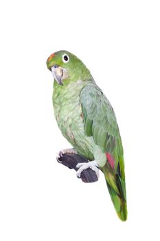 Mealy Amazon, amazona farinosa, isolated on white background