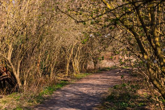 A rural path through bushes and trees in spring sunshine in Germany