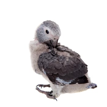 African Grey Parrot, Psittacus erithacus timneh, isolated on white background