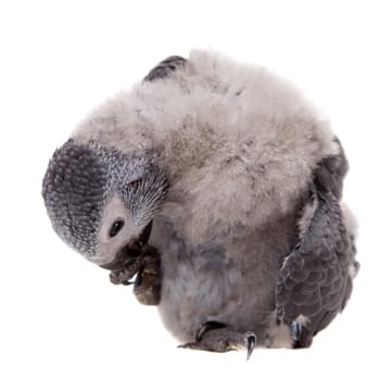 African Grey Parrot, Psittacus erithacus timneh, isolated on white background