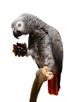 African Grey Parrot - Psittacus erithacus, isolated on a white background