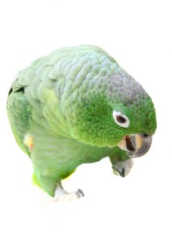 Mealy Amazon parrot, Amazona farinosa, in front of a white background
