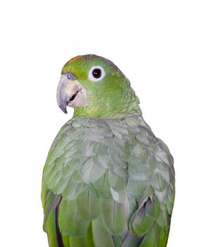 Mealy Amazon, amazona farinosa, isolated on white background