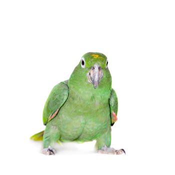 Mealy Amazon, amazona farinosa, isolated on white background