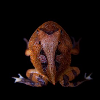 The Amazonian horned froglet, Ceratophrys cornuta, isolated on black background