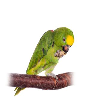 Yellow-crowned amazon, amazona ochrocephala, isolated on white background