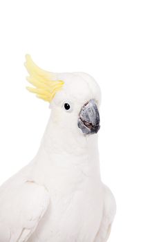 Sulphur-crested Cockatoo, Cacatua galerita, isolated over white background