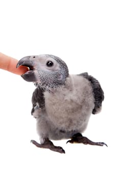 African Grey Parrot, Psittacus erithacus timneh, isolated on white background