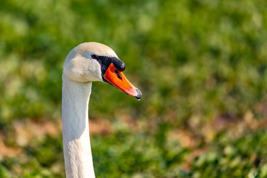 Close up of the neck and head of a mute swan in a green sunny field in winter