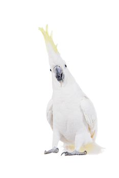 Sulphur-crested Cockatoo, Cacatua galerita, isolated over white background