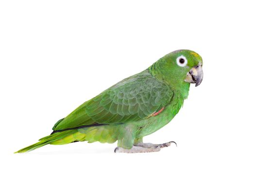 Mealy Amazon, amazona farinosa, isolated on white background