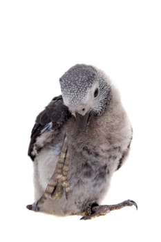 African Grey Parrot, Psittacus erithacus timneh, isolated on white background