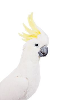 Sulphur-crested Cockatoo, Cacatua galerita, isolated over white background