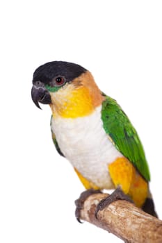 The black-headed caique, Pionites melanocephalus, on white background