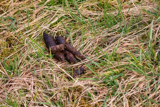A pile of dark dog poop on a grassy area in winter