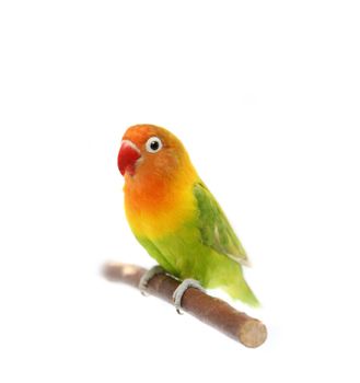 Lovebird isolated on white, Agapornis fischeri, Fischer's Lovebird Clarified a morph