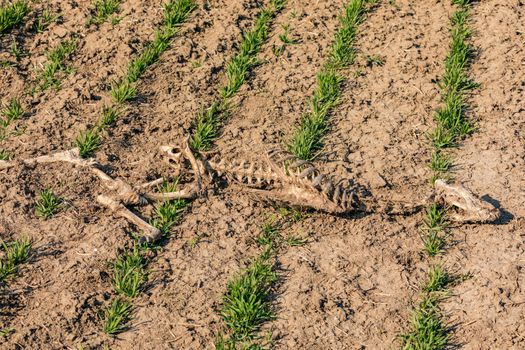 A skeleton of a large dead mammal in a field of plants