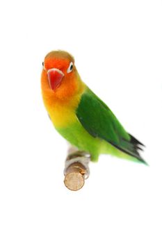 Lovebird isolated on white, Agapornis fischeri, Fischer's Lovebird Clarified a morph