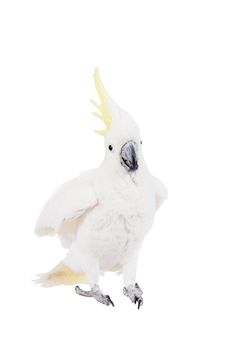 Sulphur-crested Cockatoo, Cacatua galerita, isolated over white background