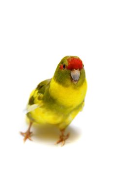 Red-fronted Kakariki parakeet, Cyanoramphus novaezelandiae, cinnamon motley colored, isolated on white