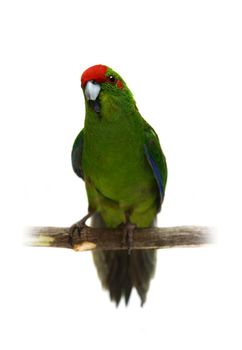 Red-fronted Kakariki parakeet, Cyanoramphus novaezelandiae, isolated on white