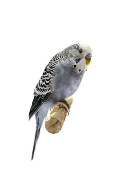 Budgie 4 years old isolated on white background