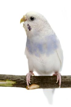 Budgie 1,5 mounths isolated on the white background