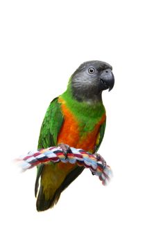 Senegal Parrot, Poicephalus senegalus, on the white background