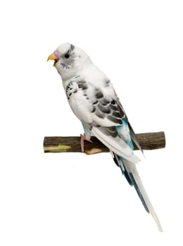 Budgie 1,5 mounths isolated on the white background