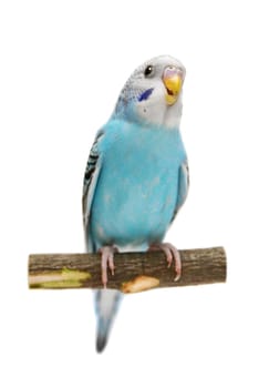 Budgie 1,5 mounths isolated on the white background