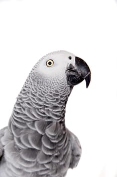 African Grey Parrot, Psittacus erithacus, isolated on white background