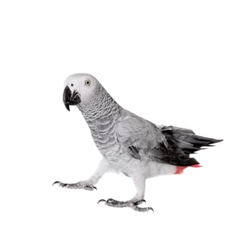 African Grey Parrot, Psittacus erithacus, isolated on white background