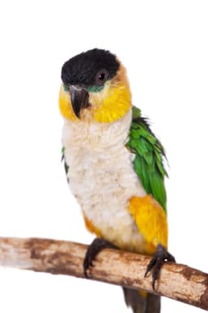 The black-headed caique, Pionites melanocephalus, on white background