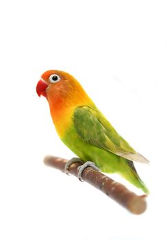 Lovebird isolated on white, Agapornis fischeri, Fischer's Lovebird Clarified a morph