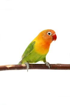 Lovebird isolated on white, Agapornis fischeri, Fischer's Lovebird Clarified a morph