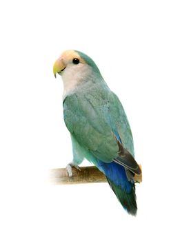 Lovebird isolated on white, Agapornis fischeri, Fischer's Lovebird Clarified a morph