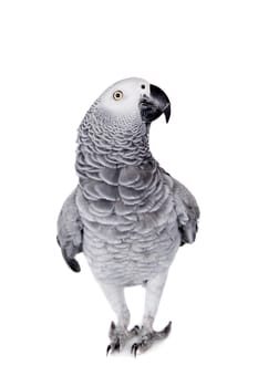 African Grey Parrot, Psittacus erithacus, isolated on white background